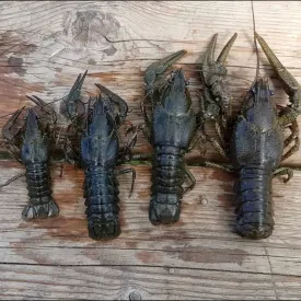 Раки живые